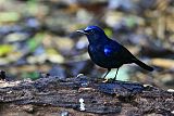 White-tailed Robinborder=